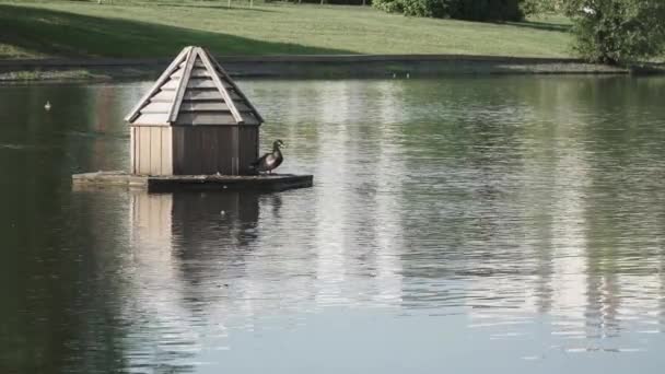 Casa de pato de madera en el parque — Vídeo de stock