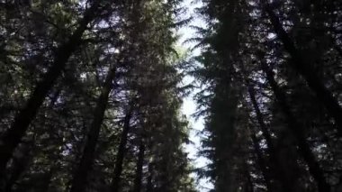 Uzun köknar ağaçlarının tepeleri