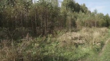 Kenardaki yoğun otlar