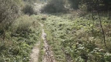 Uzun otların arasında yol