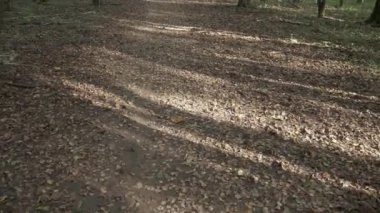 Düşmüş yapraklı toprak yol