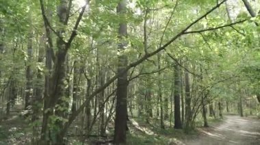 Ağaçların dallarında güneş