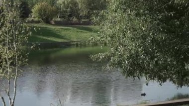 Ördekleri ve evleri olan göl.