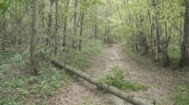 Sonbahar ormanı boyunca yol