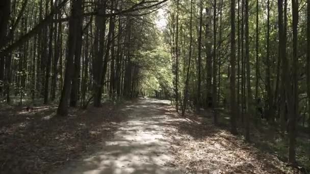 Ścieżka w jesiennym lesie — Wideo stockowe
