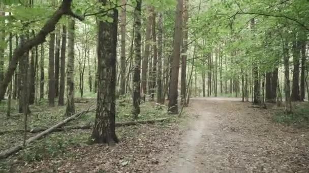 Forêt d'automne avec arbres tombés — Video