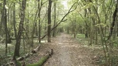 Sonbahar ormanı boyunca yol