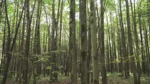 Ağaçların dallarında güneş — Stok video