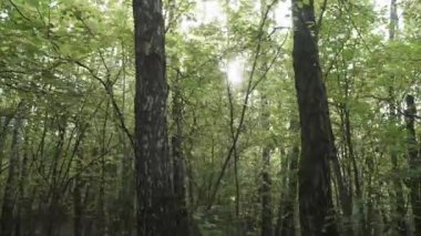 Ağaçların dallarında güneş