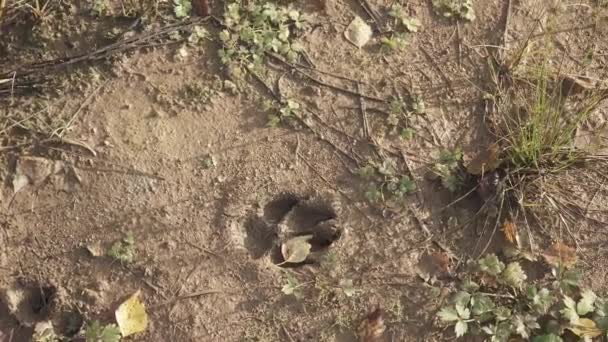 Pegadas de cão no chão — Vídeo de Stock