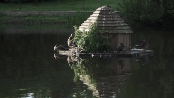 Дерев'яний качиний будинок в парку — стокове відео