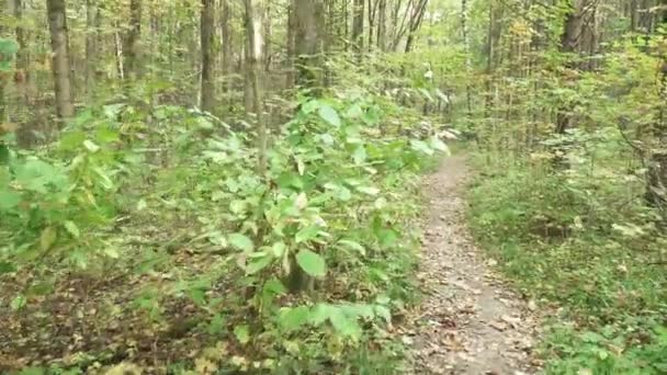 Route à travers la forêt d'automne — Video