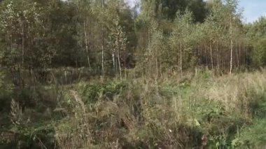 Kenardaki yoğun otlar