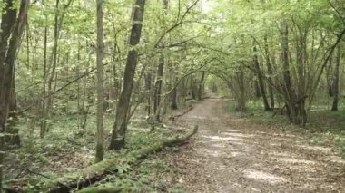 Ağaçların dallarında güneş