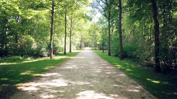 Parktaki ağaçlar arasındaki doğal yol..