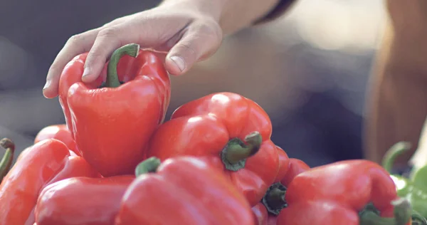 Sebzelerden taze kırmızı biber toplamaya odaklan. Açık hava pazarından taze meyve al..