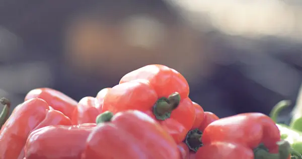 Sebze pazarındaki taze kırmızı biber meyvelerine odaklan. Boşluğu kopyala.