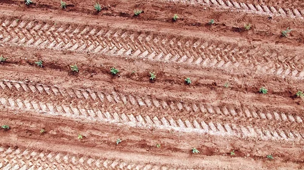 Traktör efektleri tarım arazisinde tekerlek izleri, Noel ağacı çiftliğinde küçük ağaçlar, havadan bakıldığında. tarımsal tarla tarlalı kırmızı toprak arka planı.