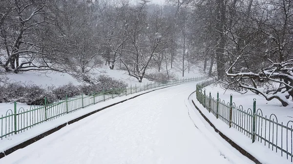 Winter Park Üniversitesi Botanik Bahçesi Kiev Ukrayna — Stok fotoğraf