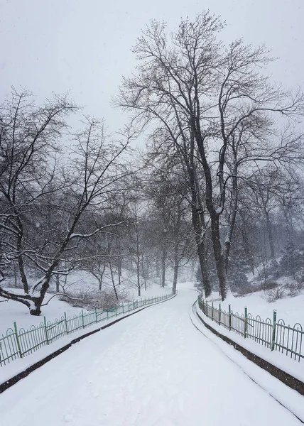 Winter Park Üniversitesi Botanik Bahçesi Kiev Ukrayna — Stok fotoğraf