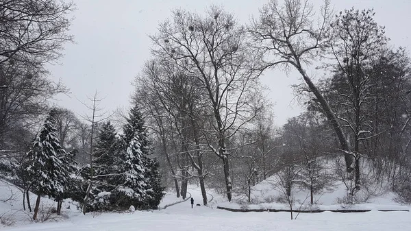 Inverno Parco Università Giardino Botanico Kiev Ucraina — Foto Stock