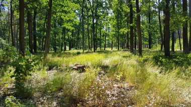 Yeşil forrest yüksek çim yaz