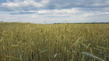 Çavdar alan Ukrayna