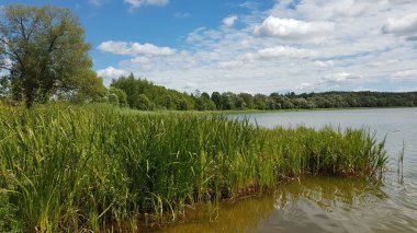 Göl kıyısı, yüksek yeşil çimen, mavi gökyüzü beyaz bulutlar ile 