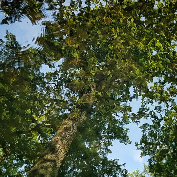 Zelený Strom Reflexe Rybníka Vodní Hladiny — Stock fotografie