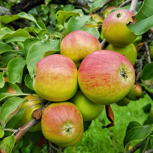 Äpfel Mit Grünen Blättern Zweig — Stockfoto