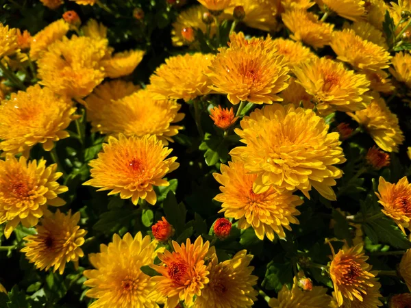 Kwiat Georgina Pomarańczowy Kolor — Zdjęcie stockowe