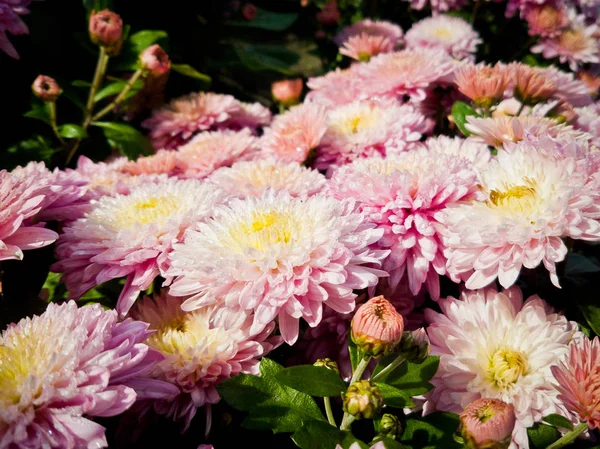 Różowe Kwiaty Parku Ukraina Kijów — Zdjęcie stockowe