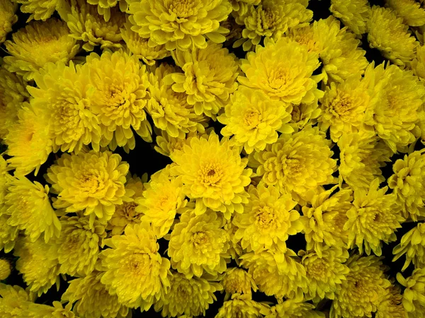 Flores Amarillas Parque Kiev Ucrania —  Fotos de Stock