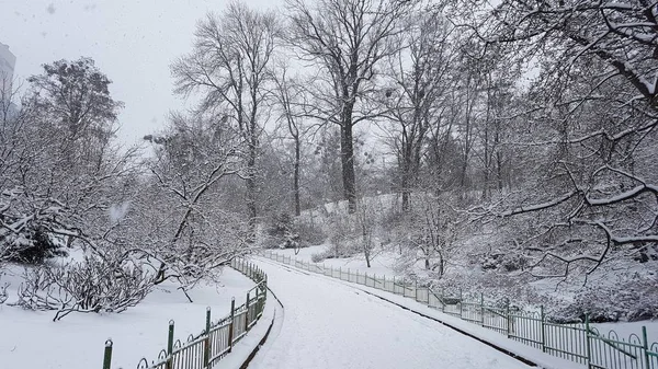 Inverno Parco Università Giardino Botanico Kiev Ucraina — Foto Stock