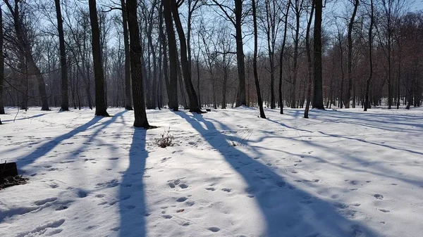 Inverno Árvore Parque Bucha Ucrânia — Fotografia de Stock