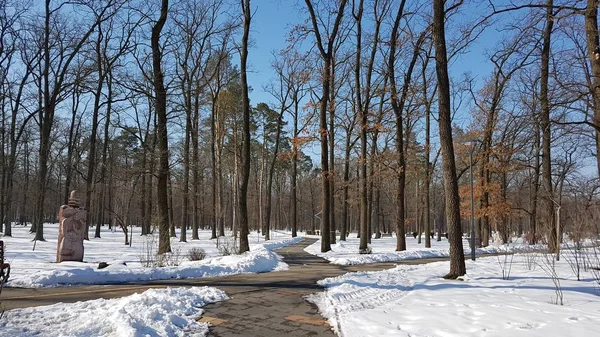 Parc Arbres Hiver Bucha Ukraine — Photo