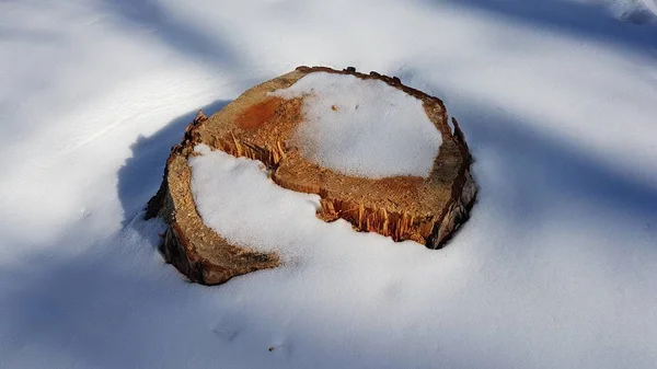 Inverno Árvore Toco Parque Bucha Ucrânia — Fotografia de Stock