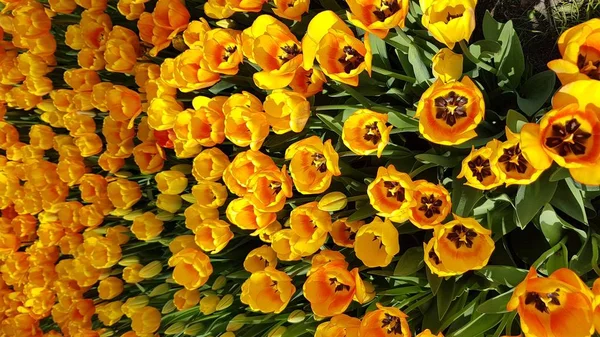 Gelbe Blumen Sommer Kyiv Ukrainischen Tulpen — Stockfoto