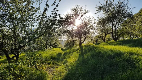 Apple orchard in Central Botanical Garden Kyiv Ukraine