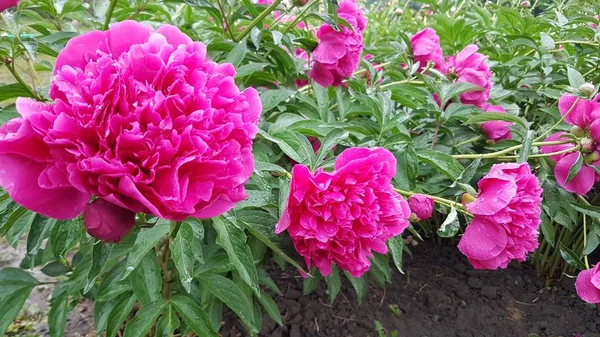 Flores Rojas Parque Kiev Ucrania —  Fotos de Stock