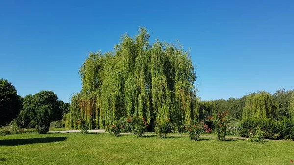 Big Willow Tree Kyiv Central Botanical Garden — Stock Photo, Image