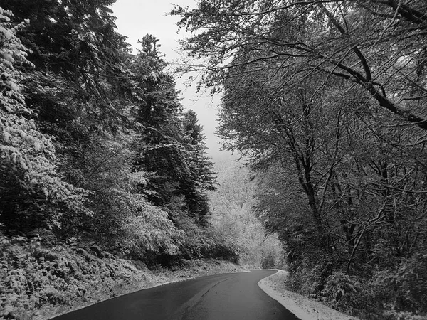 Зимова Дорога Високими Деревами Горах — стокове фото
