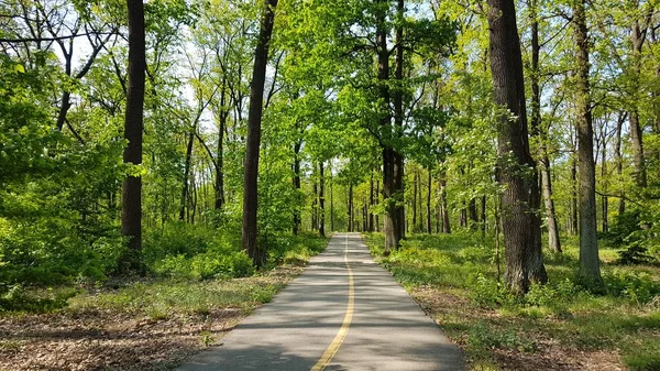 Asfalt Yol Yeşil Çim Bucha Park Forrest Yaz Stok Fotoğraf