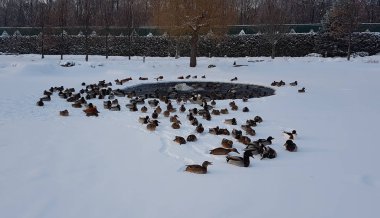 Mezhyhirya Park, Novi Petrivtsi, eski oturma Viktor Yanukovich ördekler