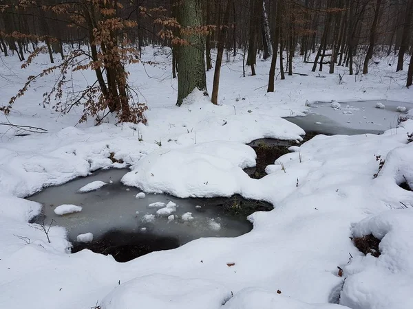 Park Bucha Oekraïne Kiev Regio Bevroren Stream Sneeuw Met Hout — Stockfoto