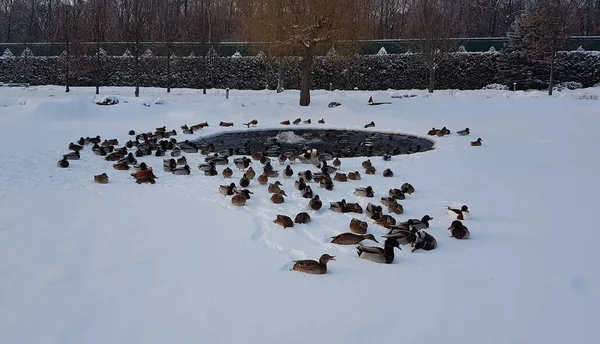 Mezhyhirya Park, Novi Petrivtsi, eski oturma Viktor Yanukovich ördekler