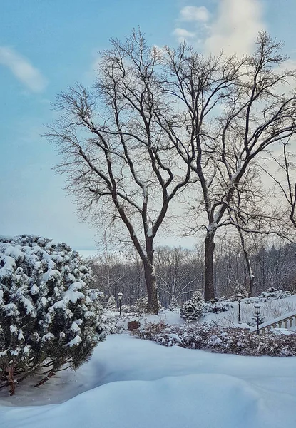 Деревья Межигорском Парке Новый Петровцы Бывшая Резиденция Виктора Януковича — стоковое фото