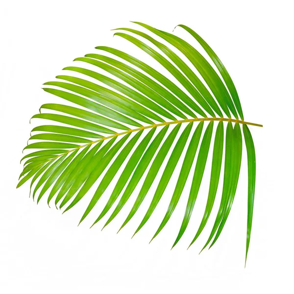 Zielony liść palmy izolowany na białym tle ze ścieżką wycinania — Zdjęcie stockowe
