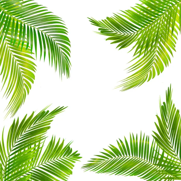 Quadro para texto feito de folha de palma verde isolado na parte traseira branca — Fotografia de Stock
