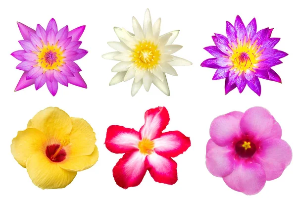 Flores de colores aisladas sobre fondo blanco  . — Foto de Stock